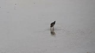 Greenshank Ardley ERF Lagoon 04 08 2022 [upl. by Artied598]