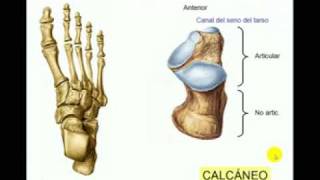 OSTEOLOGIA DE MIEMBRO INFERIOR 9 Diagnostico X [upl. by Nonarb682]