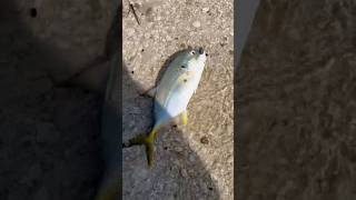 Sanibel Island Tarpon Bay Jack  3 is 3 of a kind sanibelisland shorefishing tarponbay fishing [upl. by Retseh]