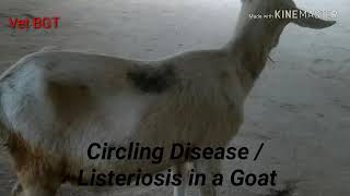 Circling Disease in Goat [upl. by Lemmy30]