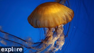 Mesmerizing Jellyfish Cam at Aquarium of the Pacific Play on large screen TV [upl. by Sateia]