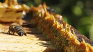 What Is Propolis Bee Glue [upl. by Mateusz]