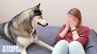 Huskys Cute And Funny Reactions To Me Crying [upl. by Larok]