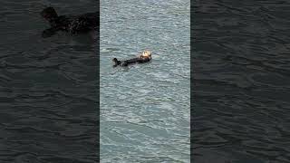 Sea Otter Chillin in Seward Alaska [upl. by Esinahs]