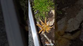 Obt tarantula feeding😮 [upl. by Musser668]