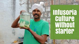 How to culture infusoria without starter  culture paramecium Betta fry food [upl. by Stilla692]