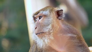 Crabeating or Longtailed Macaque Macaca fascicularis  Javaneraffe oder Langschwanzmakak [upl. by Petey]