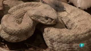 Grandes DocumentalesAlamto el paraíso de los reptiles [upl. by Blandina]