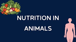 Quick Revision Nutrition in Animals [upl. by Dleifxam470]