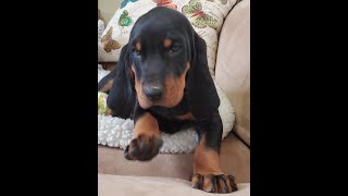 Silly and Busy BLACK amp TAN Coonhound MALE CHIP 318 [upl. by Reiko]