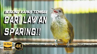 PANCINGAN KAPAS TEMBAK CARI LAWAN SPARING MASTERAN KAPAS TEMBAK  KATEM GACOR  BIRD OF INDONESIA [upl. by Argela]