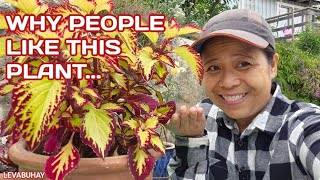 COLEUS PLANT  MAYANA  PALETTEBLAD  HOW TO PROPAGATE COLEUS PLANT  HOW TO SAVE MONEY IN PLANTS [upl. by Edaw]