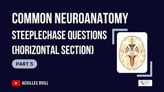 HORIZONTAL SECTION of the Brain Common NEUROANATOMY STEEPLECHASE Questions PART 5 [upl. by Norby]