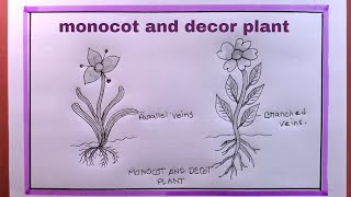 how to draw monocot and decot planteasy plant drawingmonocot and decot plant drawing [upl. by Yvi789]