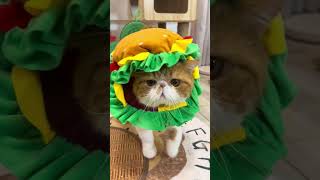 PnotKyes Burger Hat Let Your Pet Lead the Fashion at the Party pets petproducts youtubeshorts [upl. by Carrew]