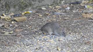 Rats in East Vancouver [upl. by Lesslie]