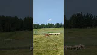 Caucasian shepherd dog guarding the flock [upl. by Kolk39]