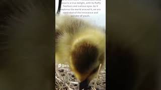 The Cutest Gosling Ever Baby Goose 😍  wildlife [upl. by Nnel]