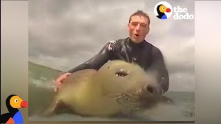 Seal Catches A Wave With Surfers  The Dodo [upl. by Ened276]