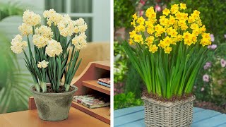 How to Plant Indoor Narcissi WinterSpring Garden Guide [upl. by Esidarap]