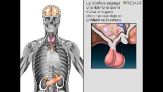 Glándulas endocrinas [upl. by Fanning]