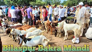 21 09 Bilaspur Bakra Mandi UP India 2024 new update  Bilaspur Bakri bajar  Bilaspur goat market [upl. by Ahsirat]