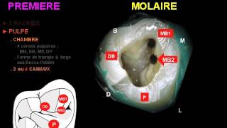 anatomie endodontique [upl. by Denni]
