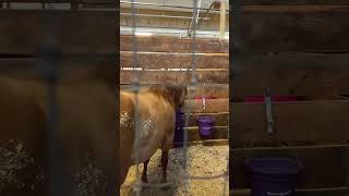 ZYN zynga horse youtubeshorts statefair minnesota farming hellyeah like [upl. by Mycah]