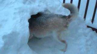 Norwegian Elkhound and Husky Enjoy The Blizzard [upl. by Venus]