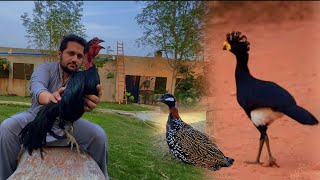 Thai Aseel Murga Kala Teetar Ki Awaz Curassow Bird Family Ground Birds Farming Shamo Murga Hsn [upl. by Disini]