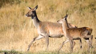 Brame du cerf dans les Pyrénées Orientales 2015  Biche et son faon au soleil [upl. by Gun687]