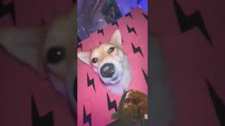 corgi Aptdance video short thingy Bruno Mars [upl. by Amzu768]