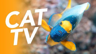 CAT TV  FISH VIDEO FOR CATS  Coral Reef Exploration Adventure 20 Hours [upl. by Idden896]