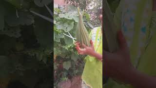 Ridge Gourd harvesting బీరకాయలు😍fresh Vegetables in my home garden😊 [upl. by Flan114]