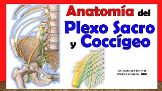 🥇 PLEXO SACRO Y COCCÍGEO Anatomía Fácil y rápida Explicación [upl. by Jacqueline462]