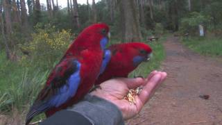 Parrots in Australia [upl. by Michell]