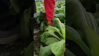 Radish Harvest Fresh From Farm short satisfying [upl. by Ecnerewal]