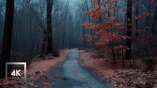 Relaxing Walk in the Rain Binaural Rain and Nature Sounds for Sleep and Study  4k ASMR [upl. by Ring846]