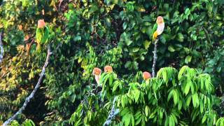 White Bellied Parrots  Pionites leucogaster [upl. by Nywra646]