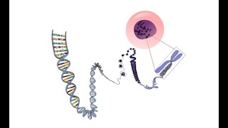 SEQUENZIAMENTO DI DNA DI SANGER [upl. by Fesuoy]