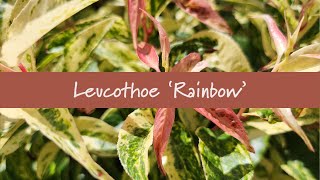 Leucothoe Rainbow at Prides Corner Farms [upl. by Inilahs339]