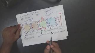 APOPLAST AND SYMPLAST PATHWAY DETAILED  DIFFERENCE BW APOPLAST AND SYMPLAST [upl. by Morel117]