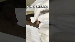 🌟 PopAPalooza Its like bubble wrap for skin enthusiastsPimplepopping Pimplepopper Pimples [upl. by Eniamrahc]