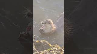 RIVER OTTER EATING BLISSFULLY IN CALIFORNIA [upl. by Ayotol]