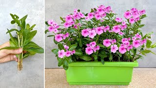 Create a beautiful garden landscape with periwinkle flowers and very simple propagation [upl. by Malilliw68]