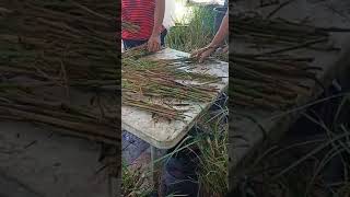 COUNTING VETIVER BAMBOO grass cuttings FOR MAJOR SUPPLY AGREEMENT OMEGA WATER CONSERVATION PROJECT [upl. by Elaynad]