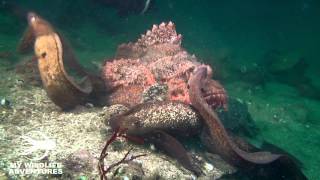 Dangerous Moray Eels  Monsters or Myth [upl. by Ransell]