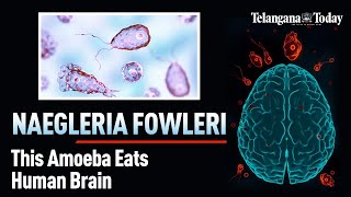 Naegleria Fowleri The BrainEating Amoeba  Explained  Symptoms Prevention And Recent Cases [upl. by Ahseei]