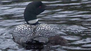 Common Loons in Minnesota [upl. by Melodee]