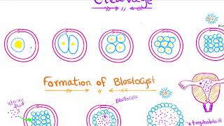 General Embryology Dr Noureldin  2nd Lecture [upl. by Vins]